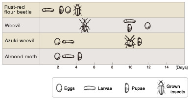 Figure: Number of days needed for 100% killing of insects by AGELESS&trade; package 